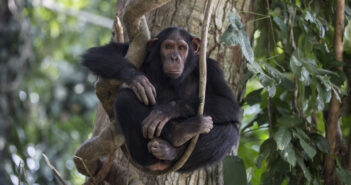 Inside Primate Welfare: The Science of Compassionate Care