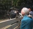 An older woman with light skin and a white, pulled back ponytail (Jane Goodall) greets a black-and-white cow on the other side of a white fence by blowing a kiss