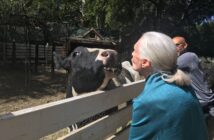 An older woman with light skin and a white, pulled back ponytail (Jane Goodall) greets a black-and-white cow on the other side of a white fence by blowing a kiss