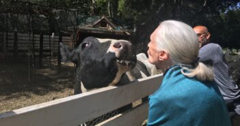 Jane Goodall: Farm Animals Are Sentient – and Often Sapient An older woman with light skin and a white, pulled back ponytail (Jane Goodall) greets a black-and-white cow on the other side of a white fence by blowing a kiss