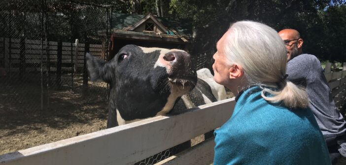 An older woman with light skin and a white, pulled back ponytail (Jane Goodall) greets a black-and-white cow on the other side of a white fence by blowing a kiss