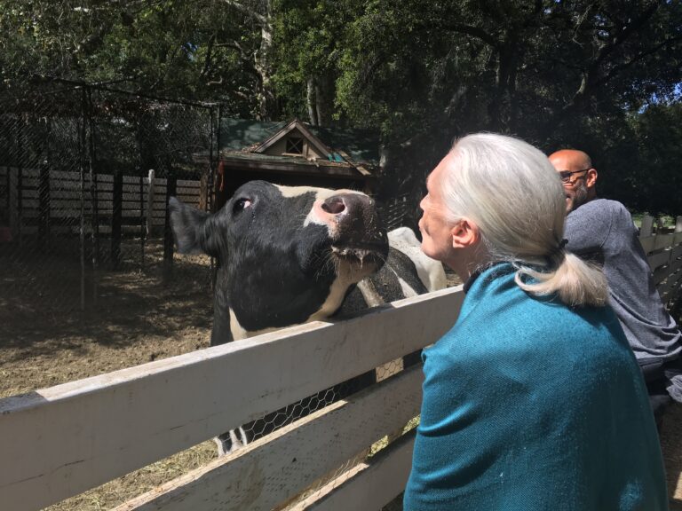 An older woman with light skin and a white, pulled back ponytail (Jane Goodall) greets a black-and-white cow on the other side of a white fence by blowing a kiss