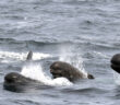 Long-finned pilot whales emerge from gray ocean water. Credit: Bill Thompson/USFWS