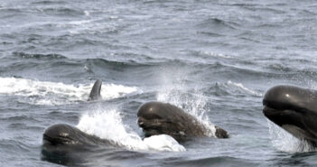 An open letter from Dr. Jane Goodall & JGI’s Cetacean Committee on whale hunting in the Faroe Islands Long-finned pilot whales emerge from gray ocean water. Credit: Bill Thompson/USFWS