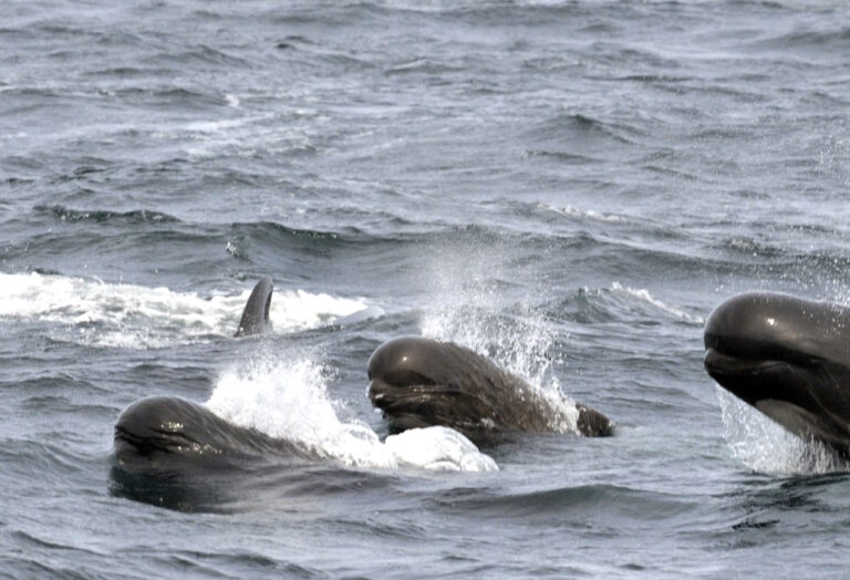 Long-finned pilot whales emerge from gray ocean water. Credit: Bill Thompson/USFWS