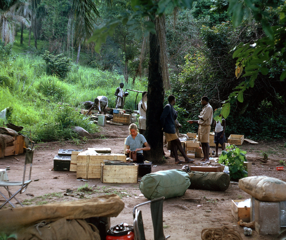 Early days of Gombe chimpanzee research: A group sets up an expedition camp in the Gombe forest, with equipment, crates, and supplies scattered across a tropical clearing. In the middle of the camp, a young Jane Goodall organizes materials while others assist—capturing the beginnings of field science and chimpanzee research during the foundational era of 65 years of Gombe.