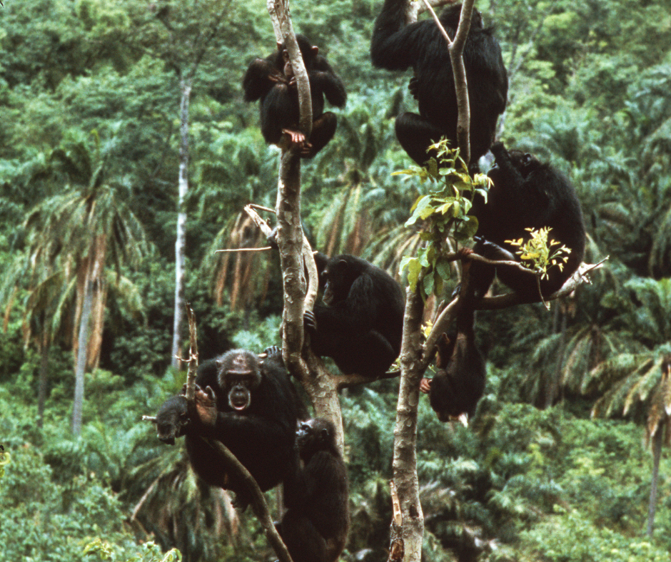 Multiple chimpanzees climbing and resting in the treetops of Gombe National Park, a key site for long-term chimpanzee research led by the Jane Goodall Institute. This natural forest behavior has been studied for over six decades, forming part of the ongoing scientific legacy of 65 years of Gombe.