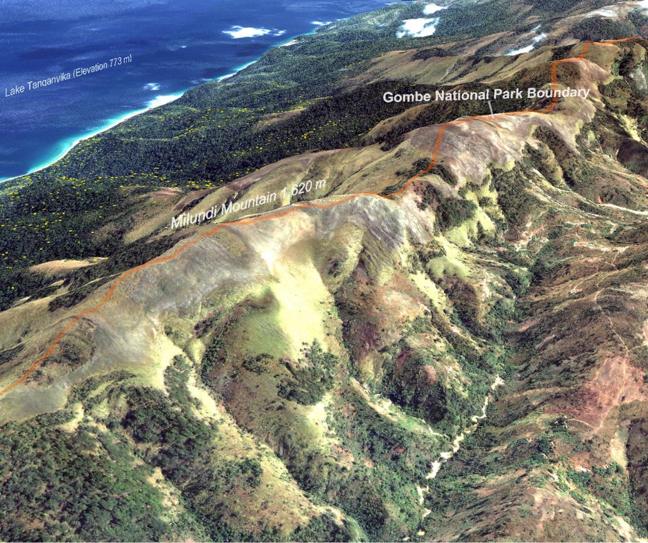 Topographic map of Gombe National Park, the historic site of Jane Goodall’s groundbreaking chimpanzee research. The terrain showcases Milundi Mountain, forested ridges, and Lake Tanganyika—landmarks central to Gombe chimpanzee research and the scientific story of 65 years of Gombe.