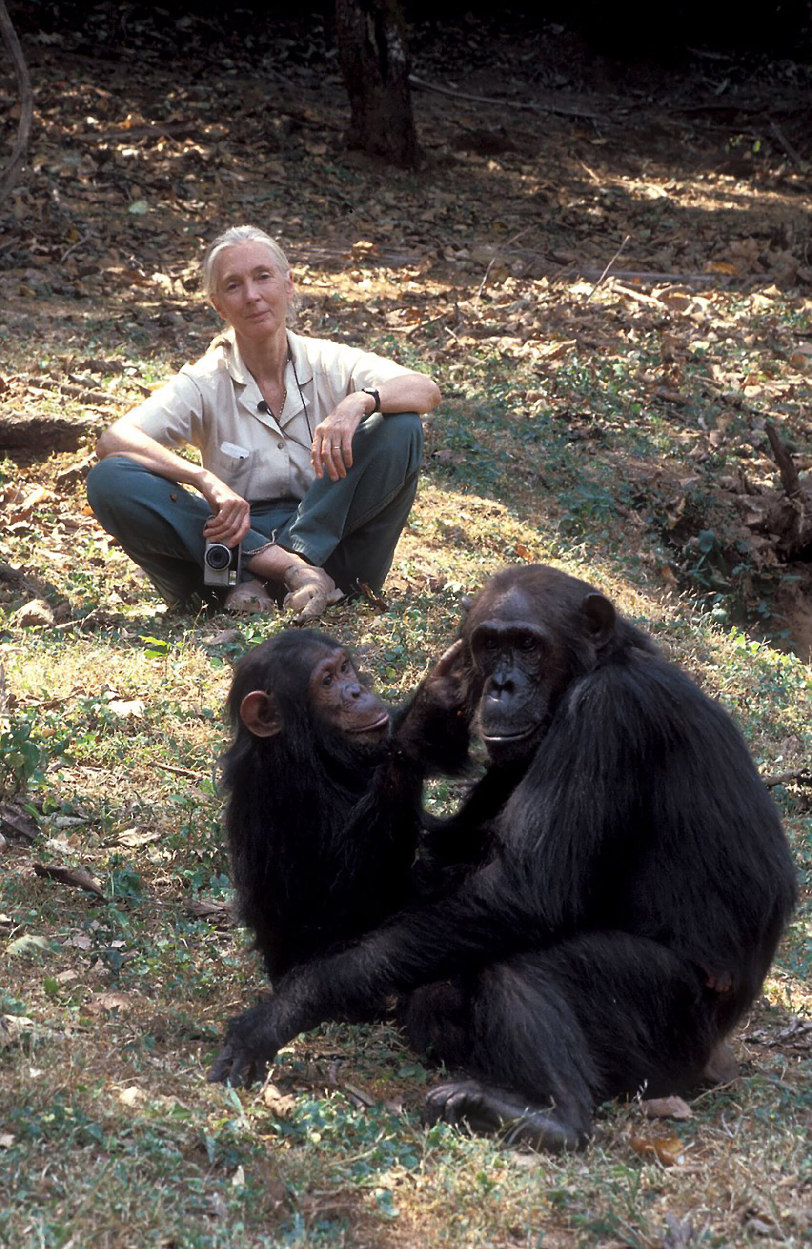 Jane Goodall observes young Gaia grooming her mother Gremlin, who gently cradles her newborn twins, highlighting maternal bonds among Eastern chimpanzees (Pan troglodytes schweinfurthii) in Gombe National Park, Tanzania. Captured in 1998, this moment represents the legacy of Gombe chimpanzee research and 65 years of groundbreaking science led by the Jane Goodall Institute.