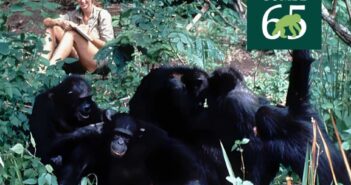 Gombe Stream Research Center at 65: How 65 Years of Chimpanzee Research Changed Science, Conservation, and Our Understanding of Ourselves