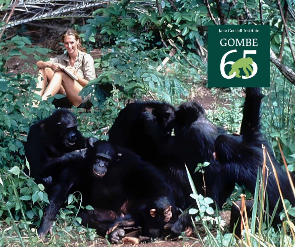 Jane Goodall observes a family of chimpanzees in the wild at Gombe National Park in 1960, symbolizing the start of 65 years of Gombe chimpanzee research. Surrounded by dense forest, Goodall records detailed notes that revolutionized primate science and founded the Jane Goodall Institute. This iconic moment marks a turning point in wildlife conservation and long-term chimpanzee research.