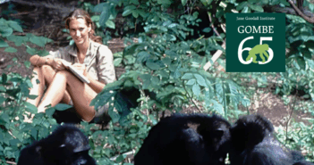Gombe Stream Research Center at 65: How 65 Years of Chimpanzee Research Changed Science, Conservation, and Our Understanding of Ourselves