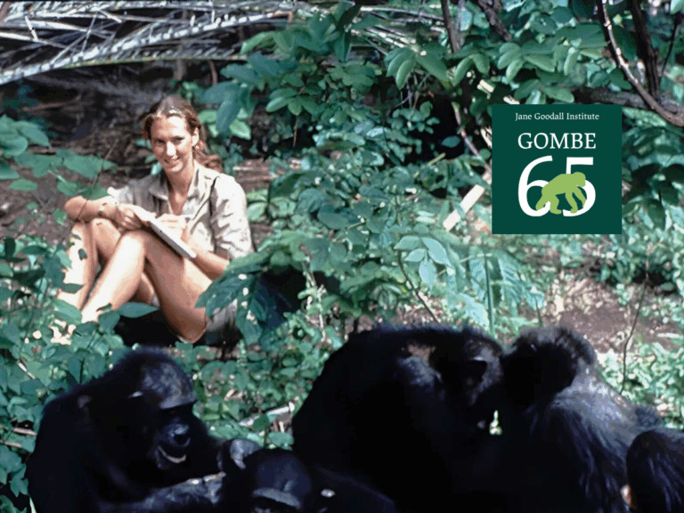 Gombe Stream Research Center at 65: How 65 Years of Chimpanzee Research Changed Science, Conservation, and Our Understanding of Ourselves