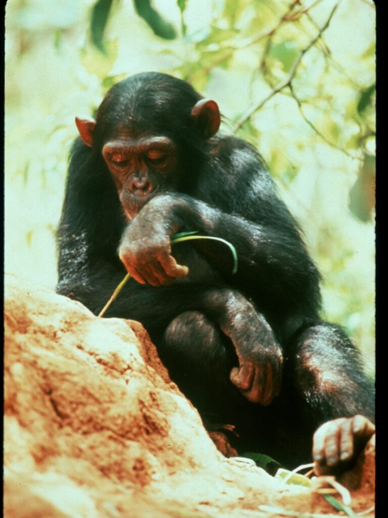 Young chimpanzee using a twig to fish for termites in Gombe National Park, Tanzania—an iconic moment in chimpanzee research that helped redefine human uniqueness. This discovery by Jane Goodall marked a milestone in the science of tool use and animal intelligence, contributing to 65 years of groundbreaking Gombe chimpanzee research.