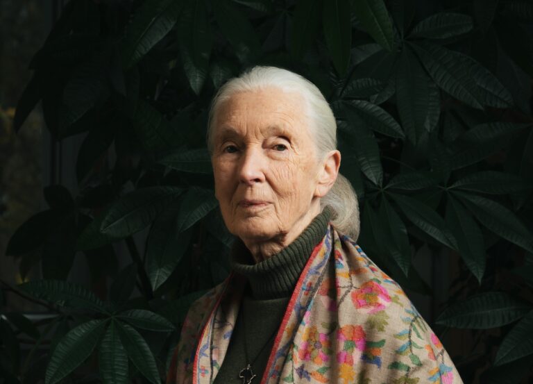Dr. Jane Goodall, Renowned Ethologist, Conservationist, and Animal Behavior Expert Passes Away at Age 91