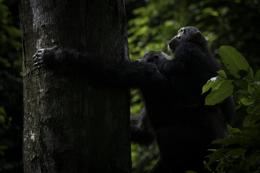 Photo for the article World Wildlife Day 2026: A Unified Global Response to Wildlife Trafficking