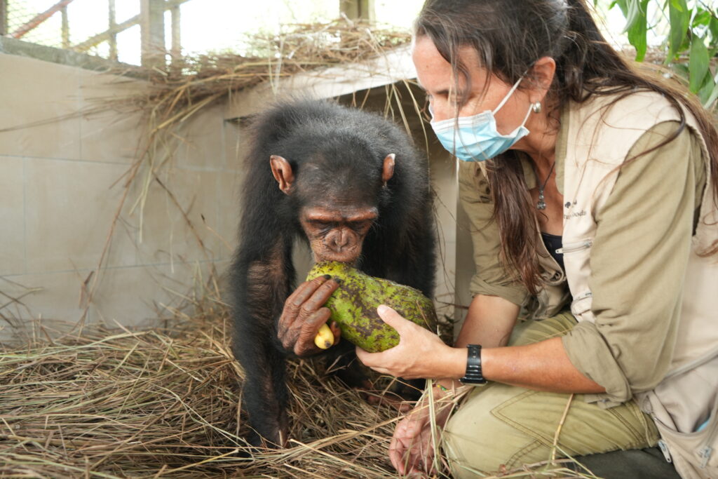 Photo for the article JGI LEADING A COMPLEX WILDLIFE RESCUE ACROSS BORDERS