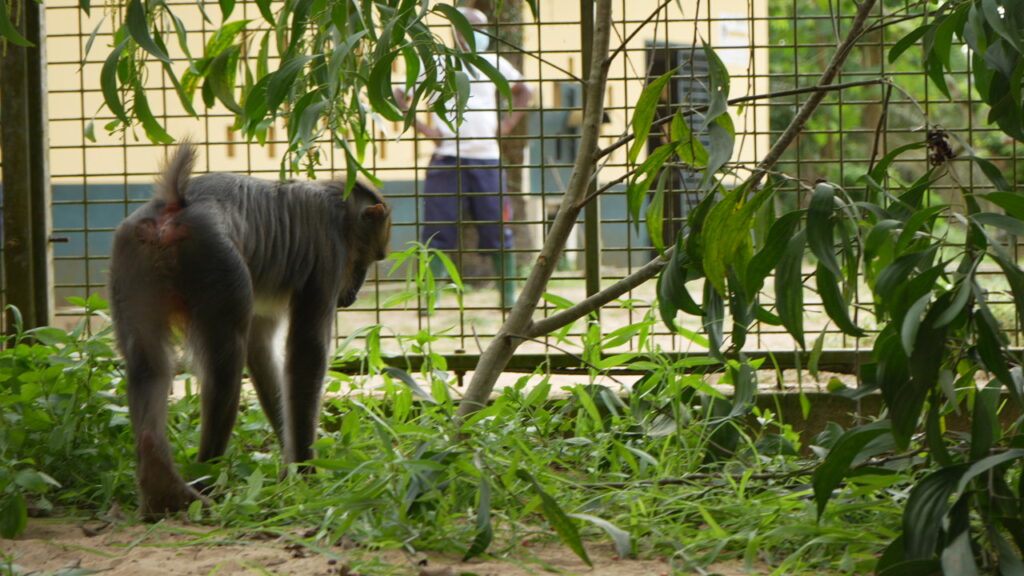 Photo for the article JGI LEADING A COMPLEX WILDLIFE RESCUE ACROSS BORDERS
