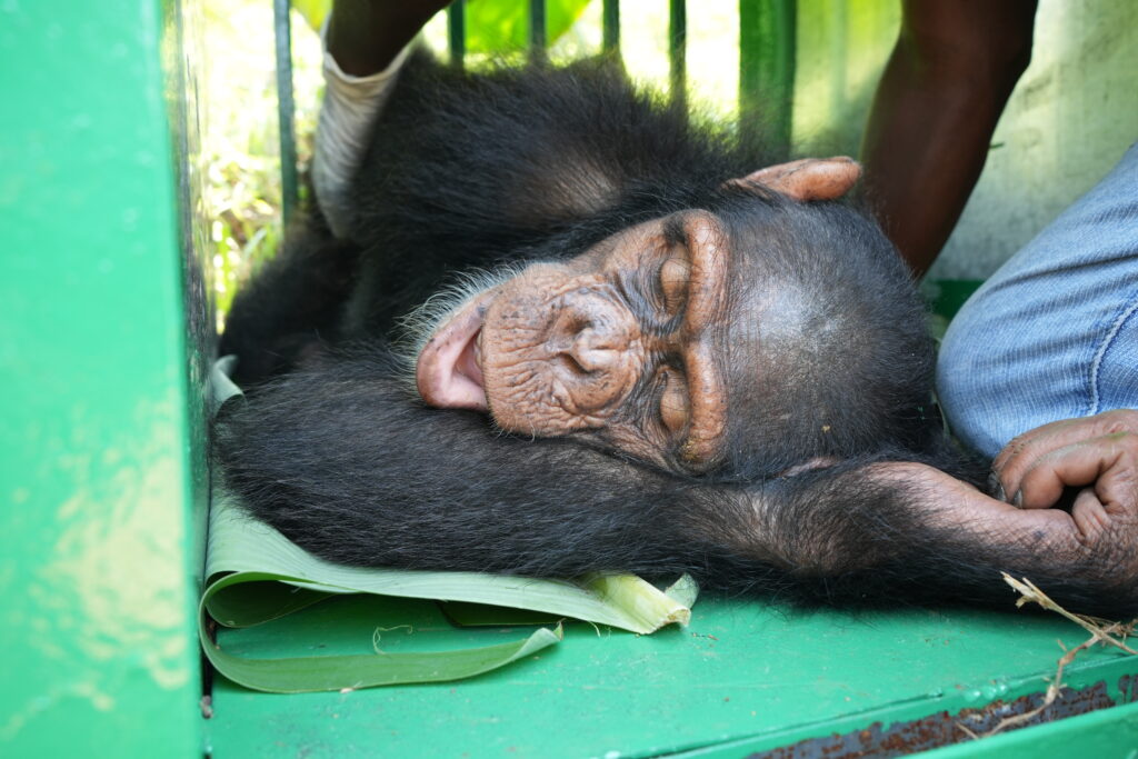 Photo for the article JGI LEADING A COMPLEX WILDLIFE RESCUE ACROSS BORDERS